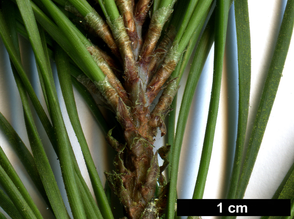 High resolution image: Family: Pinaceae - Genus: Pinus - Taxon: virginiana